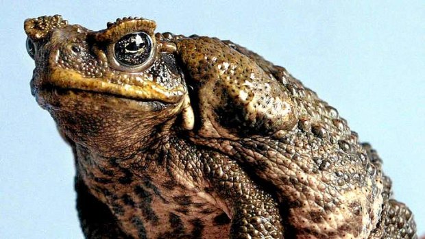 The end is nigh: The Blues can wipe that smug look off the Cane Toads' faces and take a giant leap towards ending seven years bad luck on Wednesday night.