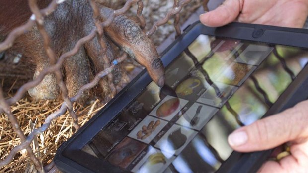 After being told a word, an orangutan points to that object on an iPad computer tablet at Jungle Island zoo in Miami.