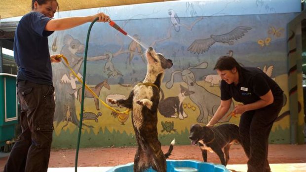 Wangaratta RSPCA employees assisting animals to keep cool during last week's heatwave.
