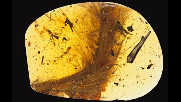 A 99-million-year-old piece of amber with a feathered dinosaur tail trapped inside. 
