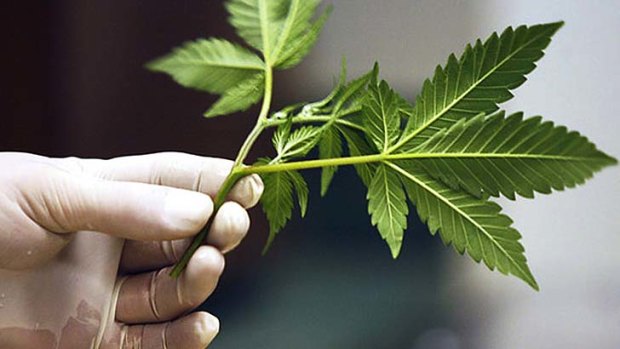 Can help: Medicinal marijuana can be useful for treating pain, according to a report published by the Australian National Council on Drugs.
