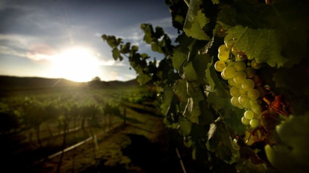 Wake up call: Treasury Wines announced a $40 million profit downgrade.