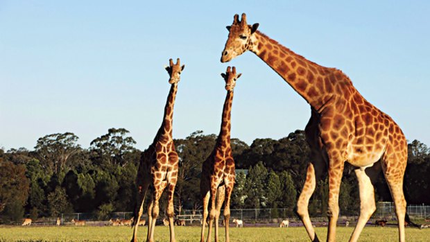 Safari suite ... giraffes roam the fields at Western Plains Zoo.