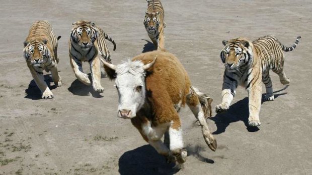 Siberian tigers chase a young steer at the Siberian Tiger Forest Park in Harbin, China.