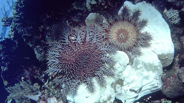 A crown of thorns starfish on coral.