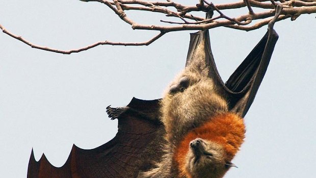 Campbell Newman has toughened his policies against bats since becoming LNP leader.
