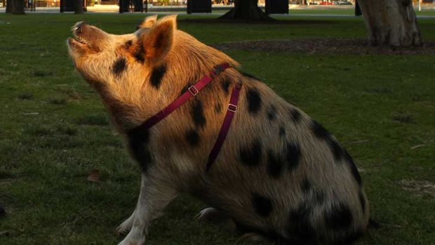 Swino the pig could promote road safety in his honour.
