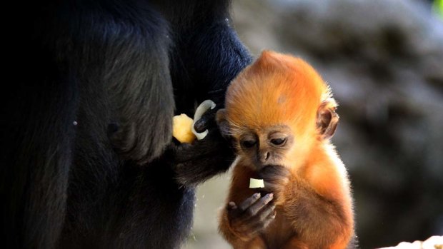 Taronga Zoo has welcomed the birth of an endangered bright orange  Francois langur monkey named Keo-co.