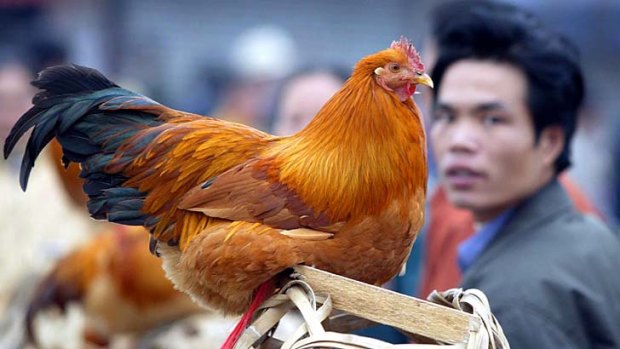 New strain: China is considered one of the nations most at risk from bird flu.
