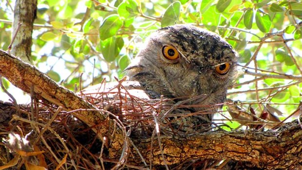 Nesting... a tawny frogmouth.