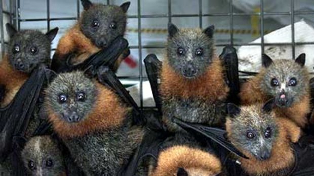 Flying foxes ... making life at the school hell, say teachers.