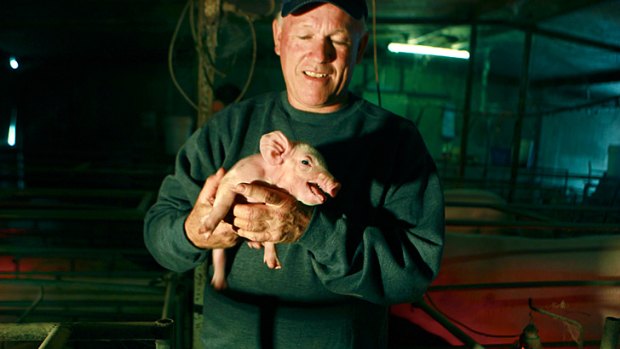No one wants a smelly piggery in town, no matter how tasty the ham ... Richard Bligh checks a piglet.