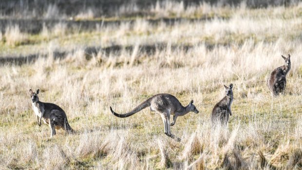 Kangaroos numbers may be falling statewide but in some regions they may be increasing.