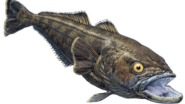 Long-lived, bottom dwellers: A taxinomically correct artist's illustration of a Patagonian toothfish.