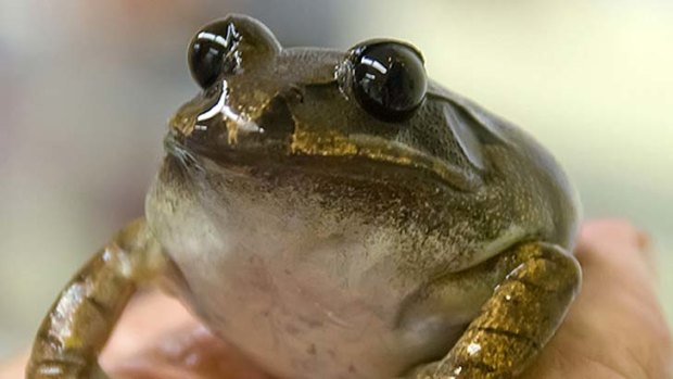 The egg donor frog.