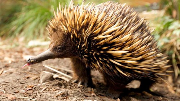 From one monotreme to the other: The short-beaked echidna's spur is non-toxic, unlike the platypus spur.