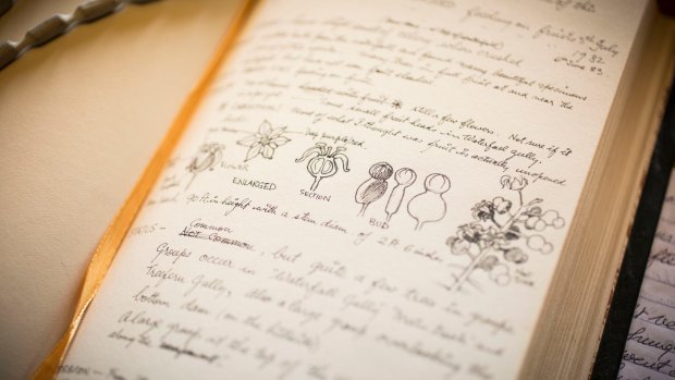The NSW State Library has acquired Cooper's entire professional work, including more than 2000 of his working sketches, his field diaries and letters. 
