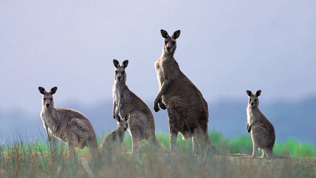 The South East Point lighthouse is home to many kangaroos.