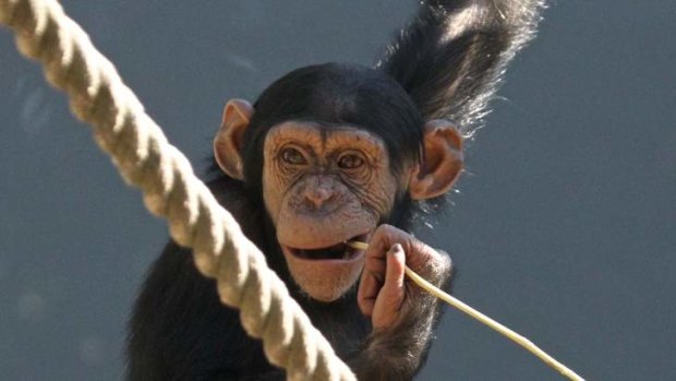 Said the monkey trainer: "I divorced three times because of my chimpanzees, be careful! More than any other animal, a chimpanzee must know who is the master otherwise you are heading for disaster."