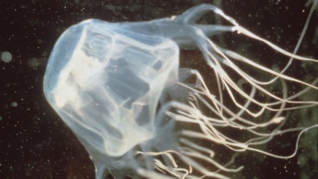 Queensland Health will wait to see more evidence before changing its guidelines on treating box jellyfish stings.