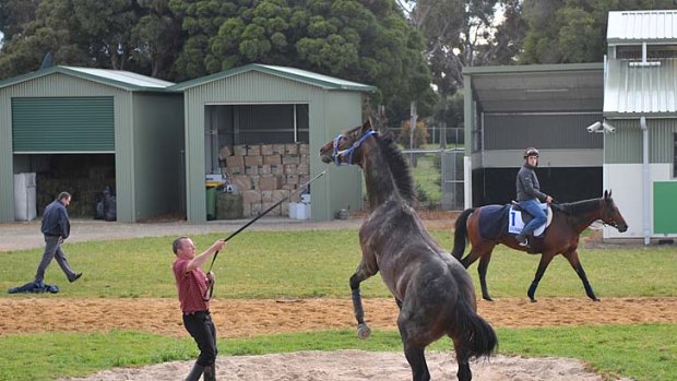 Good mates: Scottish-born handler Alex Cairns puts the much-travelled Jakkalberry through his paces at Werribee yesterday in preparation for the spring carnival.