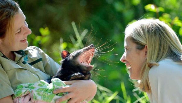 Devil in the detail: Zoos Victoria CEO Jenny Gray watches as keeper Monika Zabinskas holds Milana, a one-year-old - and healthy - Tasmanian devil.