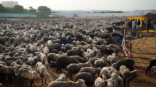 Australian sheep in Pakistan.