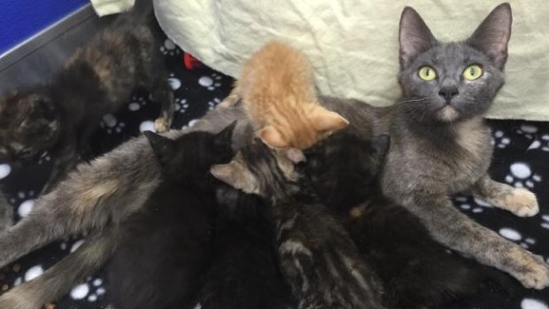 Ten hot and hungry kittens and their mother Mary, pictured, were abandoned outside the Perth Cat Haven on New Year's Eve.