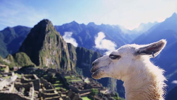 Breathtaking ... a llama at Machu Picchu.