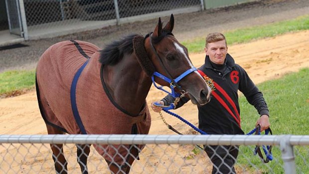 Recovering: Galileo’s Choice and Tom Daly stretch their legs at Werribee this week.