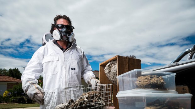 ACT government pest control officer Jim Beriesheff with intact wasp nests he has previously removed. 