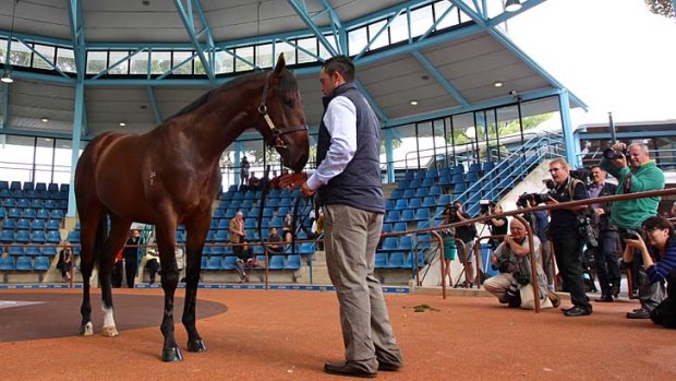 The $5 million colt, a half brother to Black Caviar.