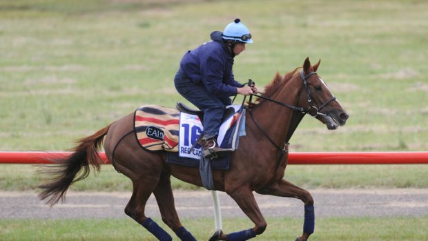 Steve Nicholson puts Red Cadeaux through his paces at Werribee racecourse.