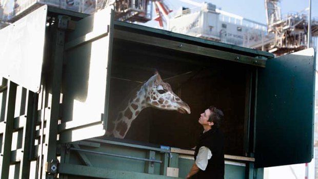 Nakuru, Melbourne Zoo's newest giraffe, eyes her new home from the Melbourne docks.