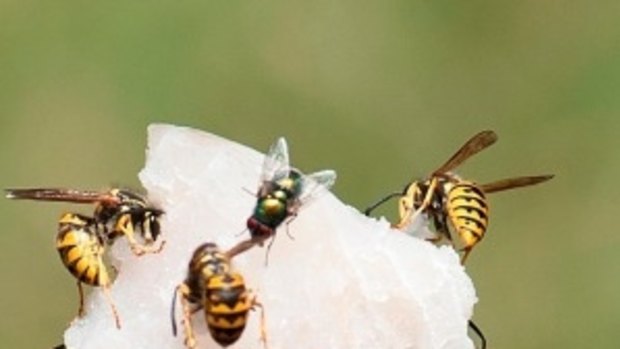 European wasps conquer Perth as 'wasp whisperer' spots more in WA’s south