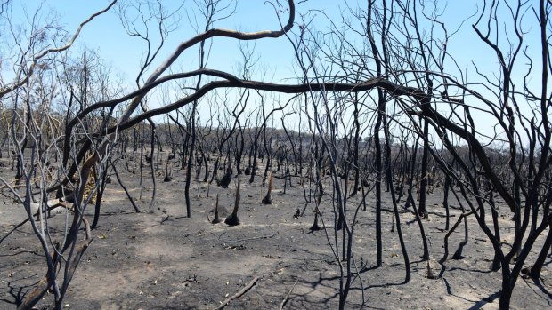 Charred trees and bushes stand amid the aftermath of a bushfire near One Tree Hill in the Adelaide Hills.