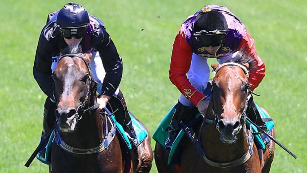"Magnificent animal": Fiorente (left) takes part in an exhibition gallop at Randwick on Saturday. "His stride has lengthened and he knows what he's out there to do," says jockey James McDonald.