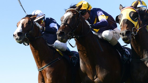 Into action: Araldo (centre) has gained a start in the Caulfield Cup.