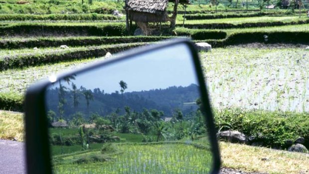 Drive by view ... rice paddies in Bali.