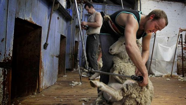 "You have to be fit" ... Wayne Crisp, a 25-year-old trainee shearer, who rides bulls for fun, at work in the shearing shed on Vale View, Murrumbateman.