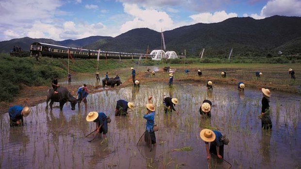 The train passes workers in a rice field.