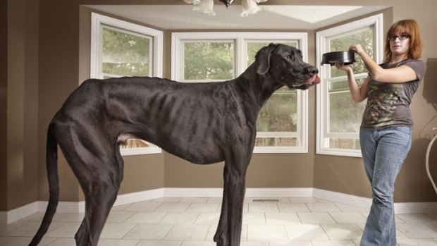 Three-year-old Great Dane Zeus officially the tallest dog in the world, according to the Guinness Book of World Records.