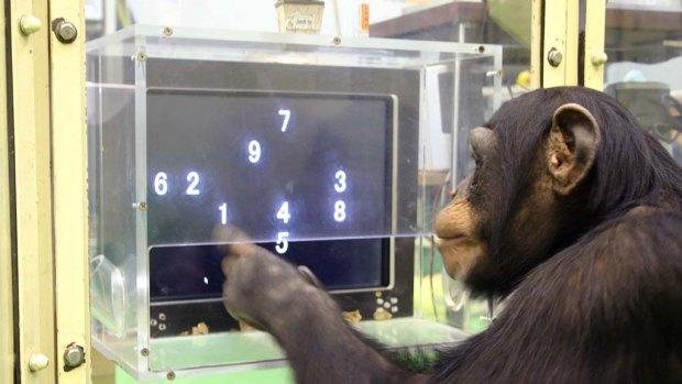 A 5 1/2-year-old chimpanzee named Ayumu performs a memory test with randomly-placed consecutive Arabic numerals, which are later masked, accurately duplicating the lineup on a touch screen computer. Chimps could memorise the nine numerals much faster and more accurately than human adults.