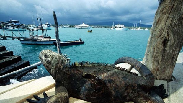 Animal attraction ... a marine iguana rests dockside on Santa Cruz Island.