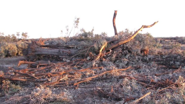 Land clearing at Croppa Creek, NSW.