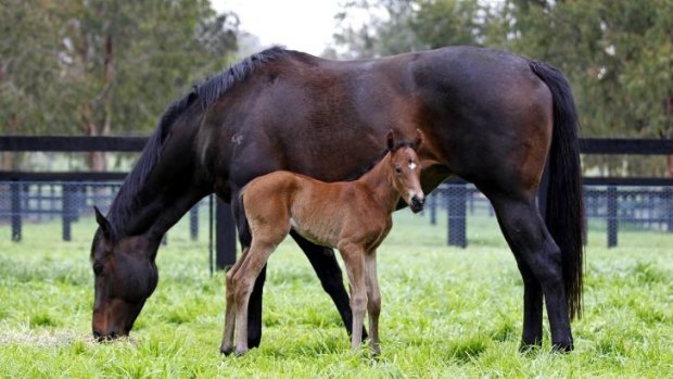 Good pedigree: Unbeaten mare Black Caviar pictured with her first foal last month.