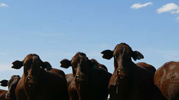 WA cattle farmers say their stock is being cruelly attacked.