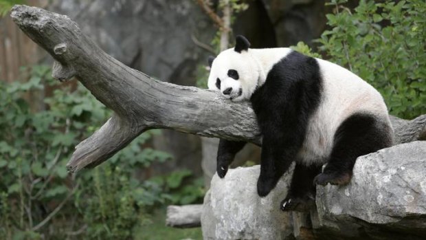 Mei Xiang at the National Zoo in August.