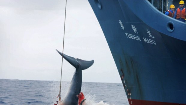 The Japanese government has cut short its controversial Antarctic whale hunt.