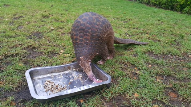 Lingker, a two-year-old pangolin at Bali Zoo.